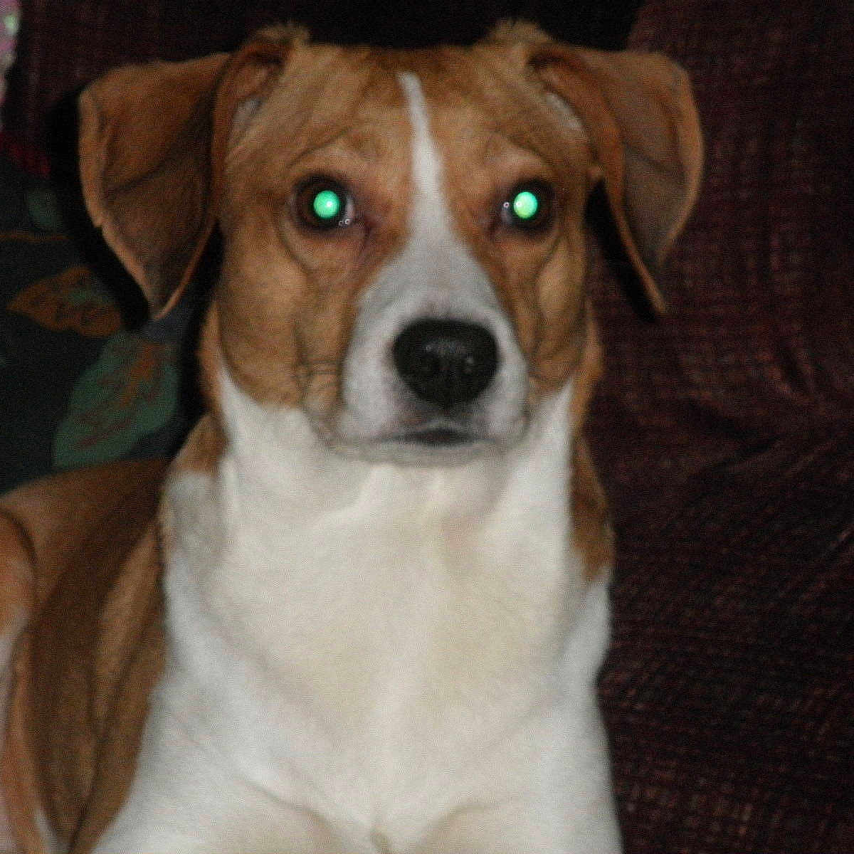 Budy is registered to the contest to win money with this photo: