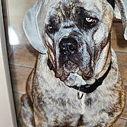Hawanna participe au concours pour gagner de l'argent avec cette photo : animal, black, brindle, brown, canine, close_up, collar, dog, ears, expression, floor, fur, indoor, large, looking, nose, pet, portrait, sitting, tile