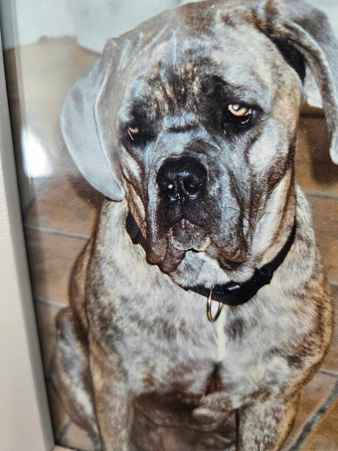 Hawanna participe au concours pour gagner de l'argent avec cette photo : animal, black, brindle, brown, canine, close_up, collar, dog, ears, expression, floor, fur, indoor, large, looking, nose, pet, portrait, sitting, tile