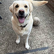 Sysko participe au concours pour gagner de l'argent avec cette photo : dog, labrador_retriever, outdoor, concrete, ball, pet, happy, tongue_out, tail, collar, playful, canine, animal, smiling, friendly, walking, daytime, yard, fence, bench