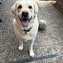 dog, labrador_retriever, outdoor, concrete, ball, pet, happy, tongue_out, tail, collar, playful, canine, animal, smiling, friendly, walking, daytime, yard, fence, bench