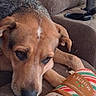 Pepper joined the competition — help win amazing prizes! dog, brown_dog, pet, sleepy, tired, resting, recliner, chair, indoor, living_room, couch, plush_toy, gingerbread, christmas, holiday, red, green, white, close_up, cozy