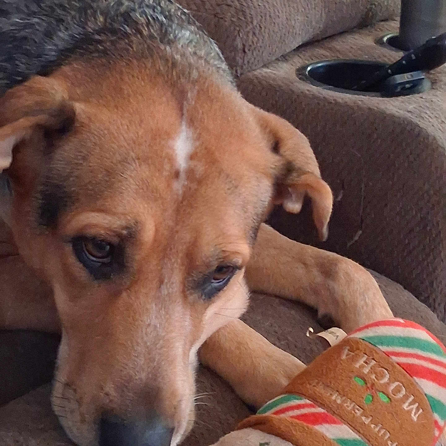Pepper joined the competition — help win amazing prizes! dog, brown_dog, pet, sleepy, tired, resting, recliner, chair, indoor, living_room, couch, plush_toy, gingerbread, christmas, holiday, red, green, white, close_up, cozy