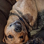 Pepper joined the competition — help win amazing prizes! dog, canine, pet, brown_dog, upside_down, lying_down, couch, sofa, indoor, close_up, portrait, sleepy, funny, underbite, teeth, nose, eyes, fur, relaxed, playful