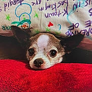 Cujo joined the competition — help win amazing prizes! dog, small_dog, chihuahua, pet, animal, cute, blanket, pillow, indoor, cozy, resting, face, ears, fur, looking, closeup, home, comfort, red, colorful