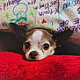 dog, small_dog, chihuahua, pet, animal, cute, blanket, pillow, indoor, cozy, resting, face, ears, fur, looking, closeup, home, comfort, red, colorful