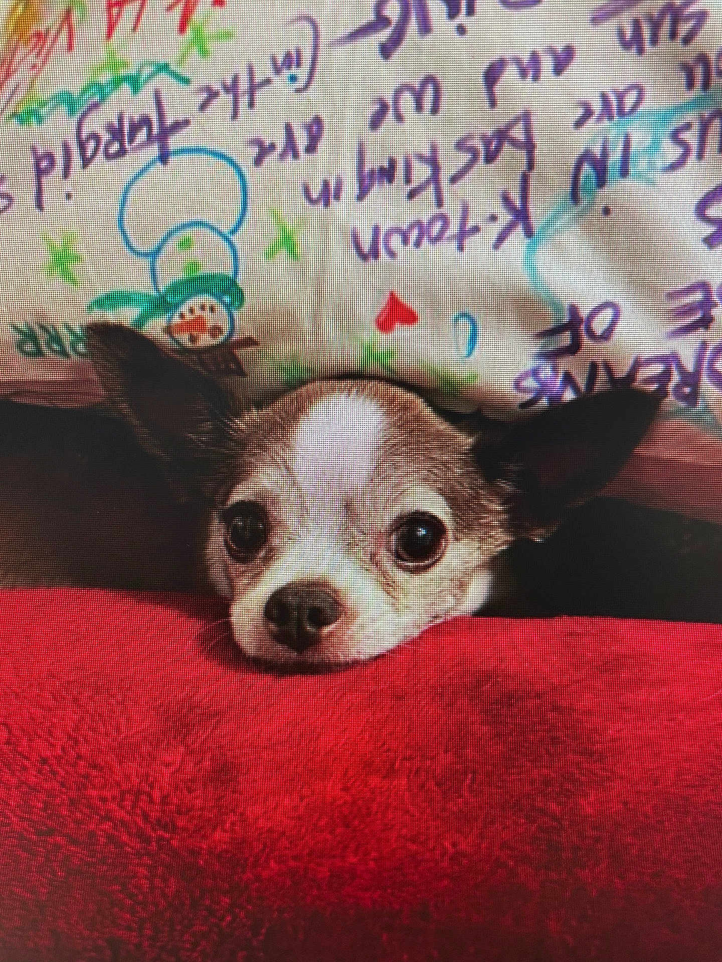 Cujo