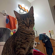 Tigger joined the competition — help win amazing prizes! cat, tabby, bathroom, towels, laundry_basket, vanity_lights, counter, curious, indoor, pet, feline, fur, whiskers, ears, eyes, sink, cabinet, toilet_paper, home, domestic