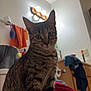 cat, tabby, bathroom, towels, laundry_basket, vanity_lights, counter, curious, indoor, pet, feline, fur, whiskers, ears, eyes, sink, cabinet, toilet_paper, home, domestic