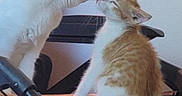 Charizard joined the competition — help win amazing prizes! cat, cats, kitten, white_cat, orange_cat, animal, pet, feline, nose_touching, licking, sitting, indoors, bed, blanket, furniture, room, cozy, playful, interaction, portrait
