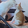 cat, cats, kitten, white_cat, orange_cat, animal, pet, feline, nose_touching, licking, sitting, indoors, bed, blanket, furniture, room, cozy, playful, interaction, portrait