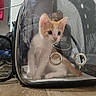 Charizard joined the competition — help win amazing prizes! cat, kitten, orange_white, pet_carrier, transparent_carrier, indoors, sitting, curious, whiskers, ears, eyes, animal, pet, floor, wood_floor, mesh, travel_bag, household, photography, cute
