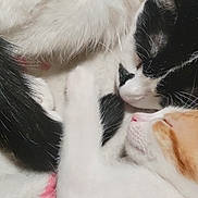Charizard is registered to the contest to win money with this photo: kittens, cats, sleeping, snuggling, black_and_white_cat, orange_cat, white_cat, furry, fluffy, close_up, adorable, cute, relaxed, littermates, animal, pet, indoor, cozy, whiskers, timestamp