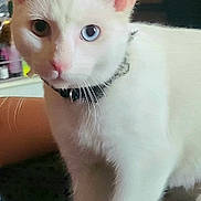 Dolph joined the competition — help win amazing prizes! cat, white_cat, heterochromia, blue_eye, brown_eye, collar, pet, indoor, close_up, fur, whiskers, animal, cute, domestic_cat, looking, standing, plant, blurred_background, cozy, texture