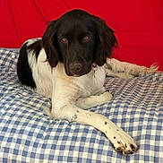 Shelby participe au concours pour gagner de l'argent avec cette photo : animal, bed, black_and_white, checkered_pattern, companion, cushion, cute, dog, domestic, ears, fur, indoor, lying_down, nose, paw, pet, portrait, red_background, relaxed, resting