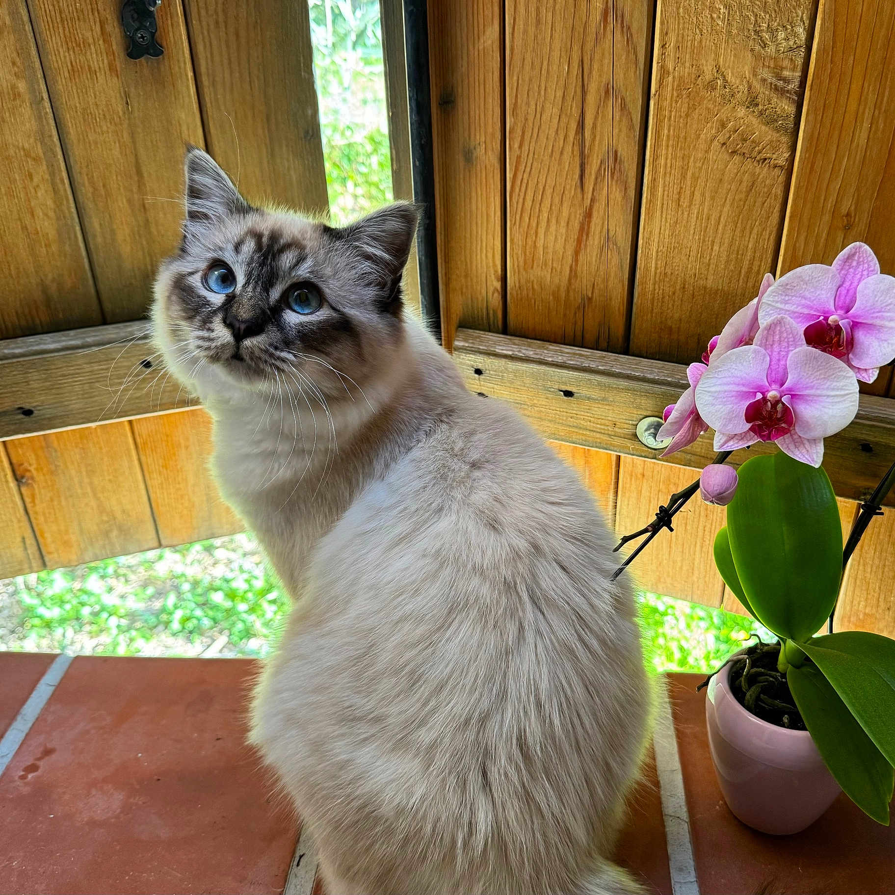 Milo a rejoint le concours — aidez-le/la à gagner de superbes lots ! animal, cat, flower, flowerarrangement, geranium, hardwood, jar, kitten, leaf, orchid, pet, petal, plant, planter, pottedplant, pottery, purple, siamese, vase, wood