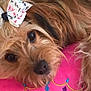 dog, close_up, bow, fluffy_fur, pink_cushion, resting, cute, pet, animal, adorable, soft_texture, decorative_bow, relaxed, indoor, fur, snout, black_nose, lying_down, colorful, cozy