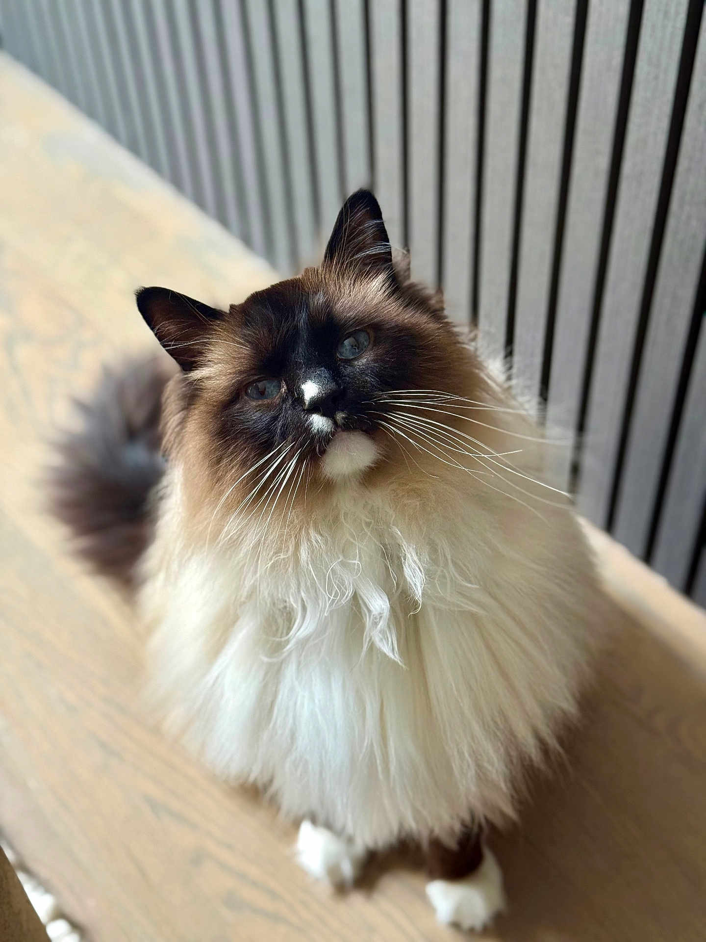 Mignon joined the competition — help win amazing prizes! cat, fluffy, long_hair, whiskers, curious, pet, animal, indoor, wood_floor, close_up, portrait, feline, sitting, brown, white, black_face, blue_eyes, domestic_cat, cute, furry