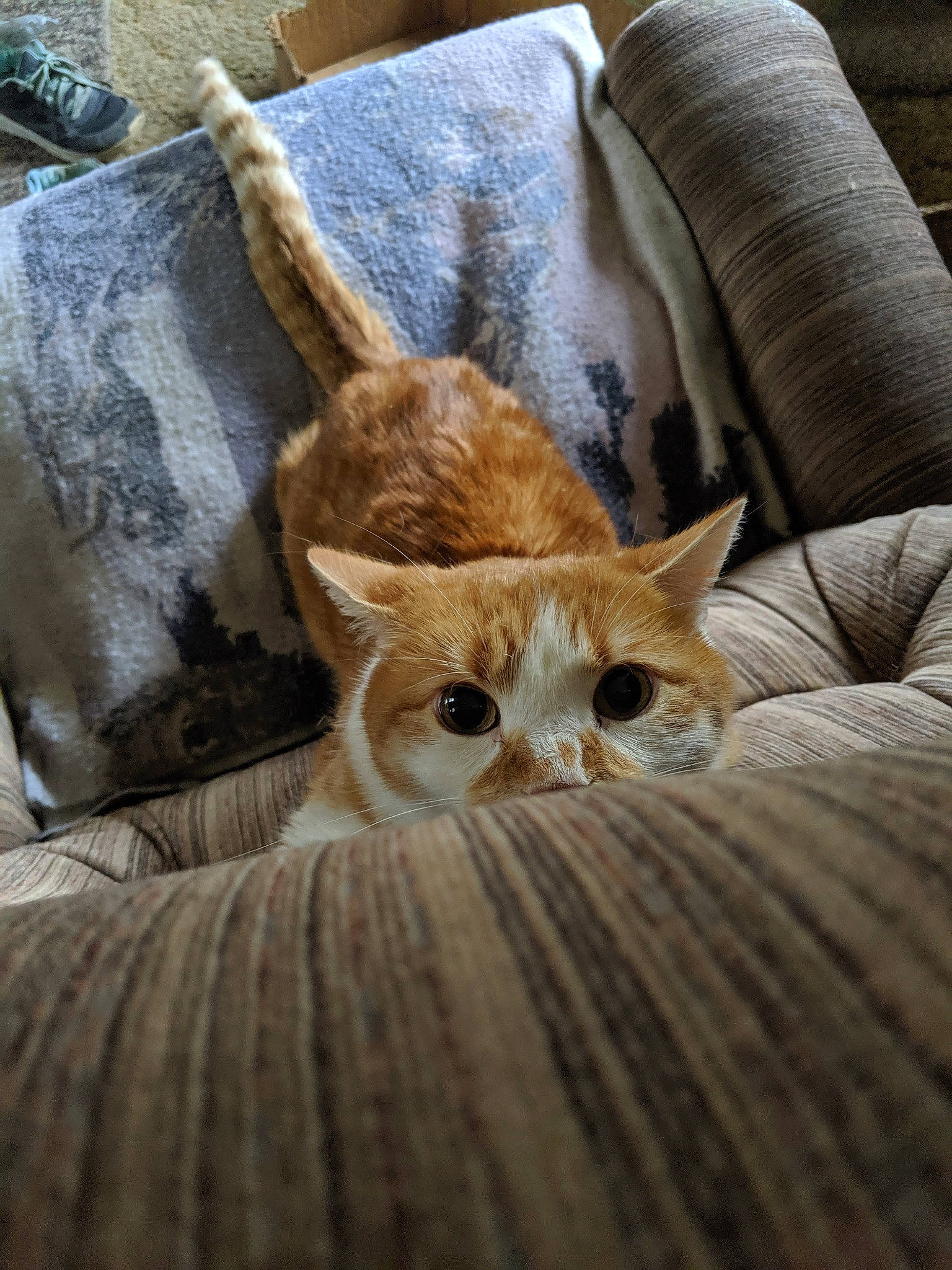 Squirrel is registered to the contest to win money with this photo: aegean_cat, asian, carnivore, cat, european_shorthair, fawn, felidae, fur, german_rex, kitten, singapura, small_to_medium_sized_cats, tabby_cat, tail, whiskers, wood