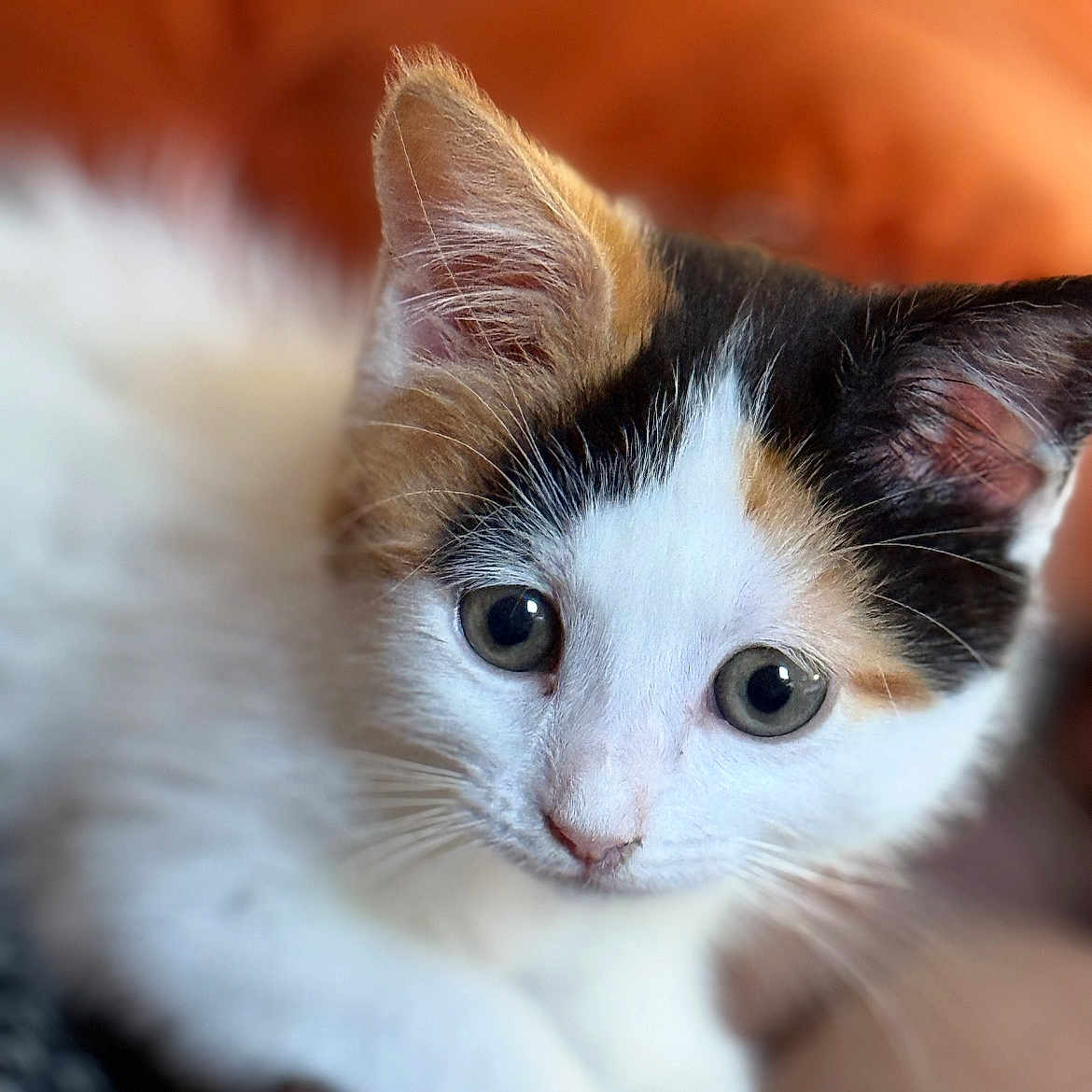 Nova a rejoint le concours — aidez-le/la à gagner de superbes lots ! animal, calico, cat, close_up, cozy, curious, cute, domestic_animal, ears, eyes, feline, fur, indoor, kitten, pet, portrait, resting, soft, whiskers, young