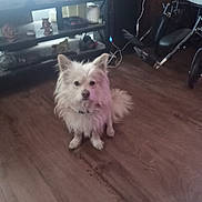 Sunny is registered to the contest to win money with this photo: dog, white_dog, pet, indoor, wooden_floor, wheelchair, furniture, shelf, decor, curious, fluffy, floor, animal, companion, home, domestic, portrait, sitting, looking_at_camera, cute
