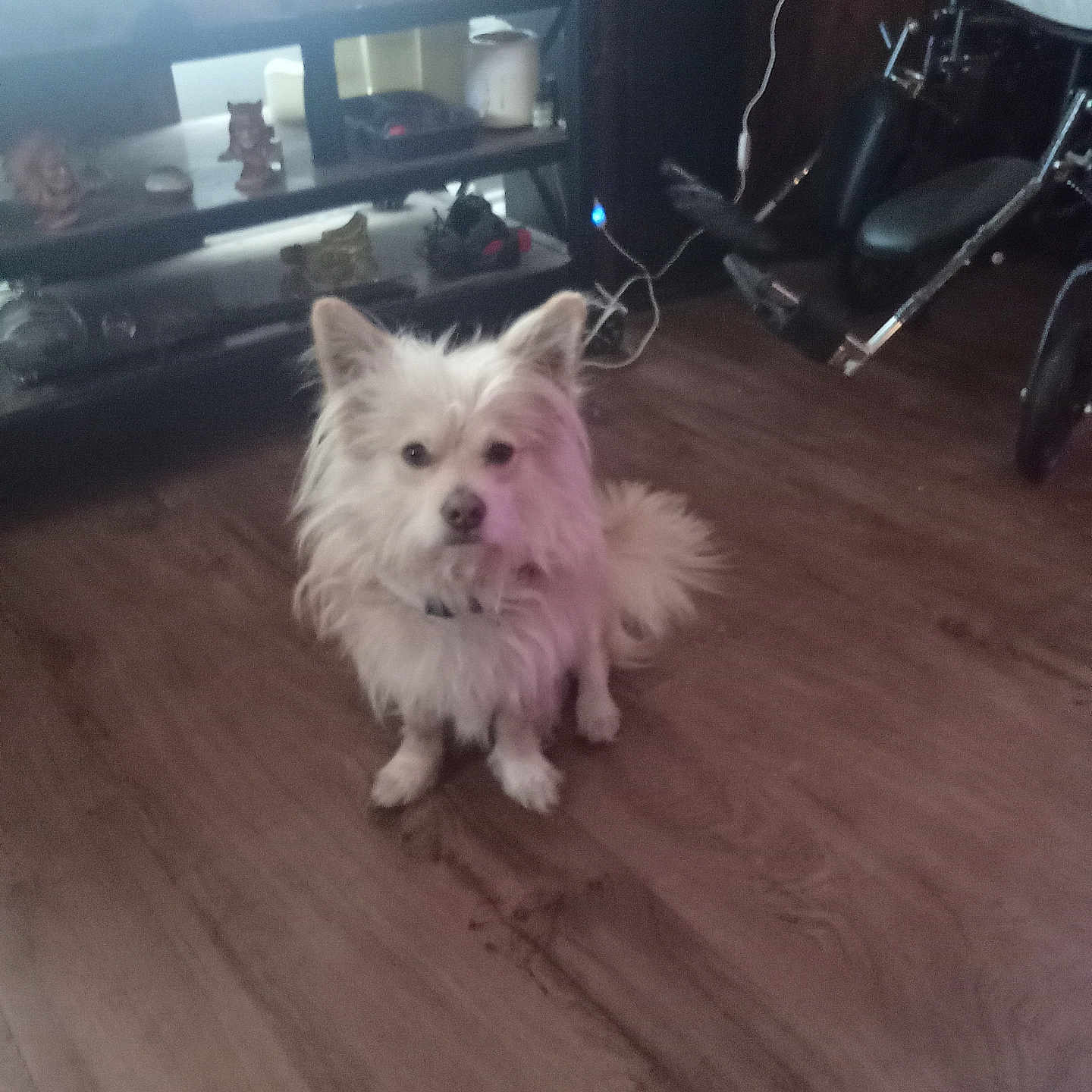 Sunny is registered to the contest to win money with this photo: dog, white_dog, pet, indoor, wooden_floor, wheelchair, furniture, shelf, decor, curious, fluffy, floor, animal, companion, home, domestic, portrait, sitting, looking_at_camera, cute
