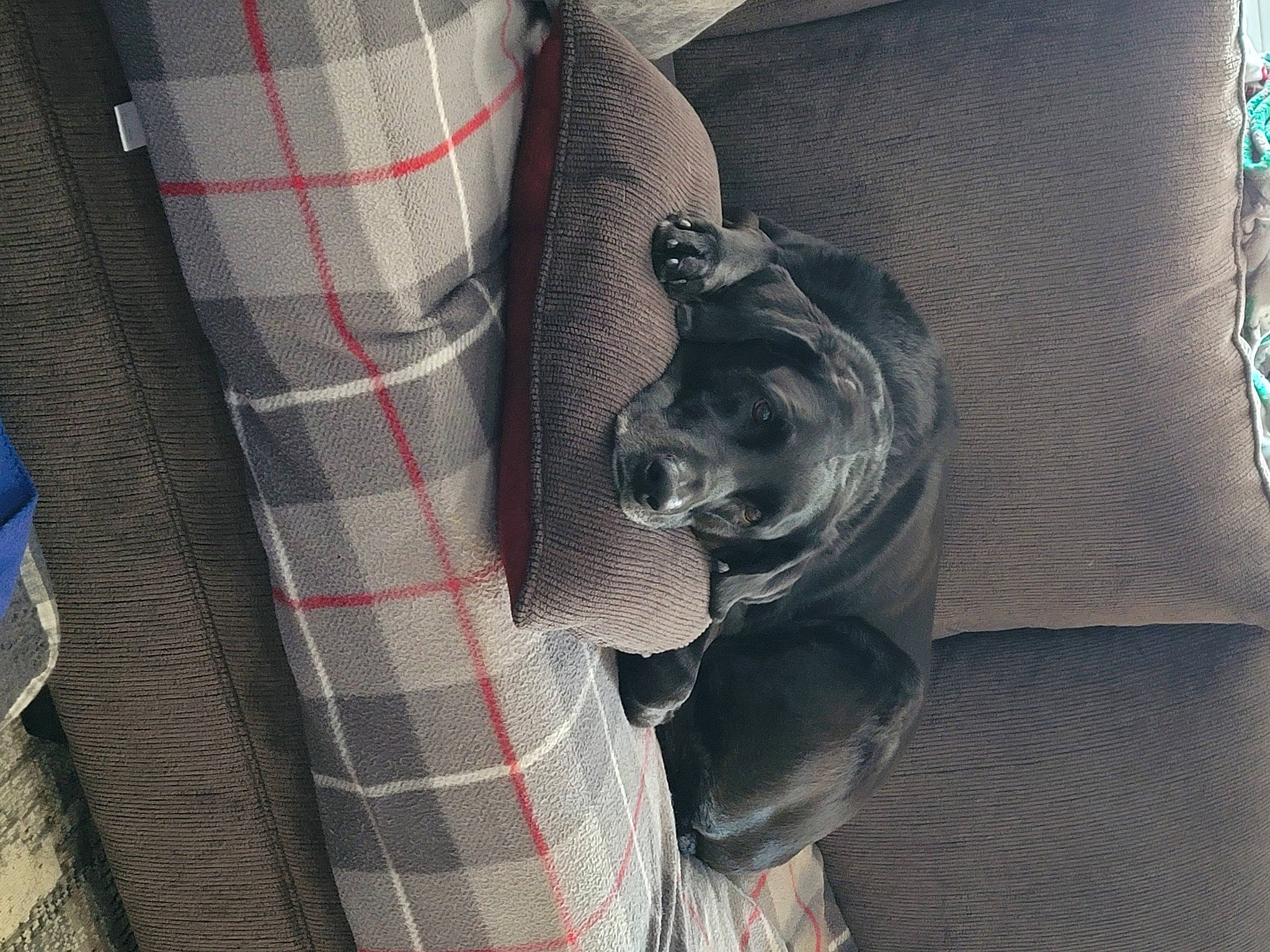 Darby is registered to the contest to win money with this photo: borador, button, canidae, carnivore, companion_dog, dog, dog_breed, guard_dog, pattern, pet_supply, plaid, snout, sporting_group, tartan, textile, working_animal, working_dog, woven_fabric