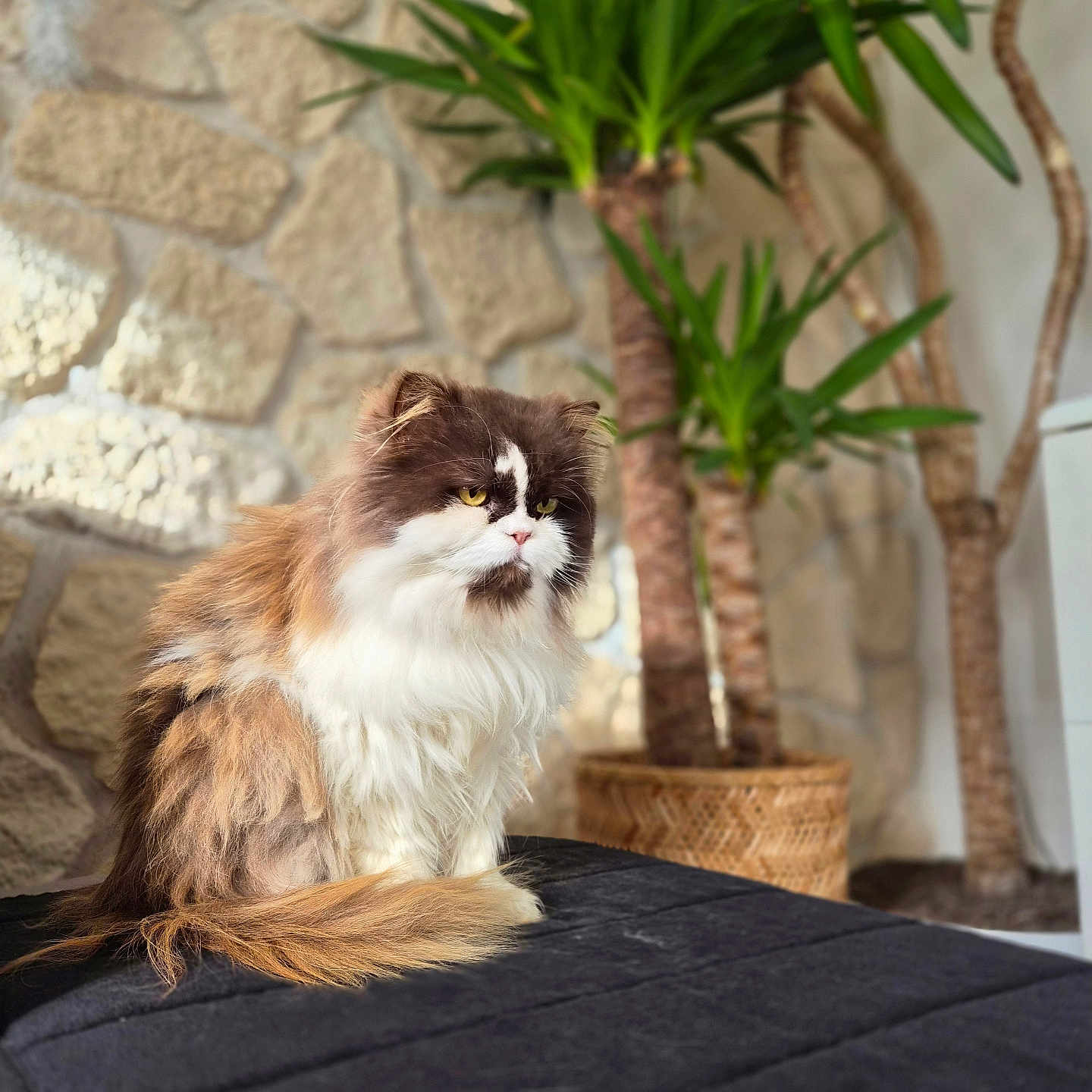 Tiny participe au concours pour gagner de l'argent avec cette photo : animal, brown, cat, cozy, decor, domestic_cat, fluffy, fur, furniture, green, indoor, long_hair, natural_light, pet, plant, sitting, stone_wall, tail, white, yellow_eyes