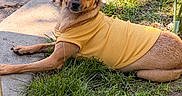 Sophia Altagracia is registered to the contest to win money with this photo: animal, brown_fur, canine, concrete, curious, cute, dog, grass, laying_down, nature, one_ear_down, one_ear_up, outdoor, pet, portrait, relaxed, sidewalk, small_dog, sunlight, yellow_sweater