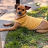 dog, small_dog, yellow_sweater, grass, concrete, outdoor, pet, animal, brown_fur, curious, relaxed, one_ear_up, one_ear_down, sunlight, sidewalk, nature, cute, canine, laying_down, portrait