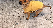 Sophia Altagracia is registered to the contest to win money with this photo: dog, yellow_sweater, sidewalk, leash, brown_dog, small_dog, outdoor, concrete, blue_wall, pet, animal, cute, ears, looking_up, standing, urban, street, canine, wearing_clothes, spotty_ground
