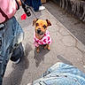 dog, small_dog, pink_sweater, leash, person, hand, long_nails, denim, jeans, shoe, sidewalk, pavement, bench, outdoor, street, casual_clothing, looking_up, pet, animal, walking