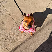 Sophia Altagracia is registered to the contest to win money with this photo: animal, canine, concrete, cute, daytime, dog, ears, fur, leash, looking_up, outdoor, pet, pink_sweater, puppy, shadow, sidewalk, small_dog, street, sunlight, walking