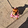 dog, small_dog, puppy, pet, leash, pink_sweater, sidewalk, concrete, shadow, sunlight, outdoor, animal, canine, cute, looking_up, walking, daytime, street, fur, ears
