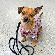 Sophia Altagracia is registered to the contest to win money with this photo: dog, small_dog, puppy, leash, sweater, pink_sweater, hearts, beaded_necklace, brown_dog, pet, cute, looking_up, indoor, floor, terrier, canine, adorable, animal, companion, sitting