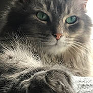 Max is registered to the contest to win money with this photo: cat, fluffy, gray, green_eyes, paw, close_up, pet, feline, relaxed, soft_fur, indoor, animal, cute, whiskers, portrait, mammal, domestic, cozy, sleepy, companion