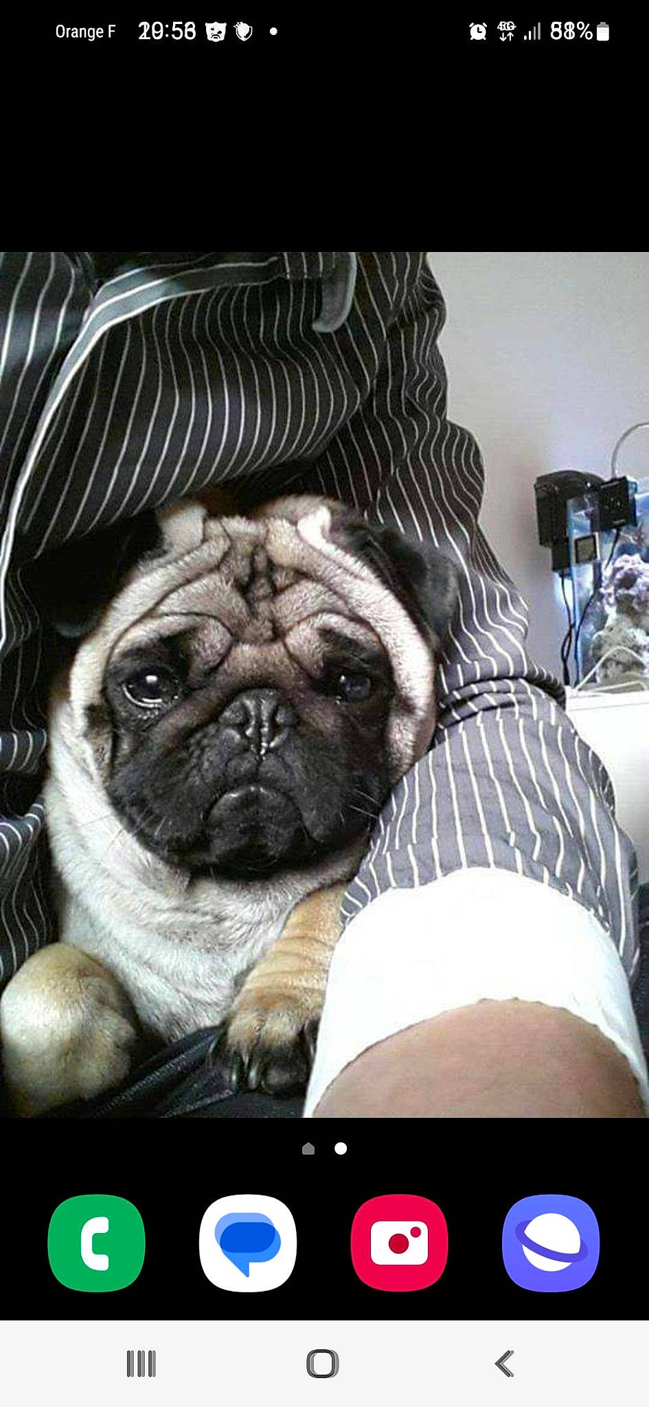 Sweety participe au concours pour gagner de l'argent avec cette photo : canidae, carnivore, comfort, companion_dog, dog, dog_breed, fawn, non_sporting_group, pug, puppy, snout, sporting_group, terrestrial_animal, toy_dog, whiskers, working_animal, wrinkle