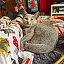 kitten, gray_cat, pajama_pants, blanket, pencil, bedroom, cozy, indoor, pet, cat_collar, feline, relaxed, colorful, fabric, person_legs, furniture, decor, home, resting, cute