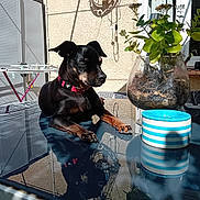 Snoopy a rejoint le concours — aidez-le/la à gagner de superbes lots ! dog, black_dog, glass_table, reflection, plant, vase, bowl, striped_bowl, sunlight, shadow, window, curtains, drying_rack, outdoor, pet, collar, relaxing, table, beige_wall, green_leaves