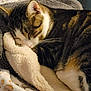 cat, sleeping, tabby, feline, pet, cozy, blanket, soft, fur, resting, indoor, cute, whiskers, animal, comfort, nap, closeup, warm, relaxed, domestic