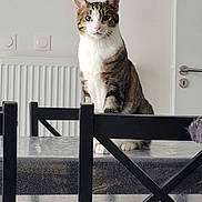 Yuta participe au concours pour gagner de l'argent avec cette photo : cat, tabby_cat, white_markings, sitting, table, chair, indoor, pet, feline, curious, looking_at_camera, domestic_animal, furniture, modern_room, household, domestic_cat, four_paws, ears_up, whiskers, calm