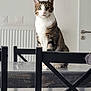 cat, tabby_cat, white_markings, sitting, table, chair, indoor, pet, feline, curious, looking_at_camera, domestic_animal, furniture, modern_room, household, domestic_cat, four_paws, ears_up, whiskers, calm