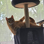 Kyo participe au concours pour gagner de l'argent avec cette photo : cat, orange_tabby, cat_tree, indoor, relaxed, pet, feline, curious, window, curtain, natural_light, lounging, paw, fur, animal, home, cozy, resting, playful, domestic_cat