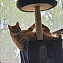 cat, orange_tabby, cat_tree, indoor, relaxed, pet, feline, curious, window, curtain, natural_light, lounging, paw, fur, animal, home, cozy, resting, playful, domestic_cat
