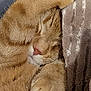 Kyo a rejoint le concours — aidez-le/la à gagner de superbes lots ! cat, orange_tabby, sleeping, paw, fur, cozy, close_up, pet, domestic_animal, whiskers, relaxed, resting, soft_texture, blanket, comfort, cute, animal, nap, feline, indoor