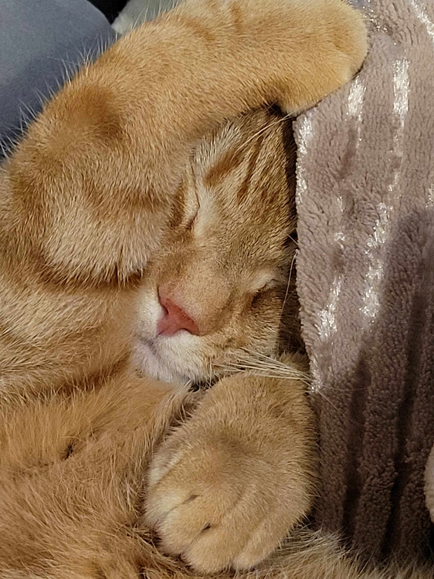 Kyo a rejoint le concours — aidez-le/la à gagner de superbes lots ! cat, orange_tabby, sleeping, paw, fur, cozy, close_up, pet, domestic_animal, whiskers, relaxed, resting, soft_texture, blanket, comfort, cute, animal, nap, feline, indoor