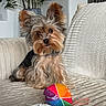 Dexter joined the competition — help win amazing prizes! dog, yorkshire_terrier, pet, toy, ball, colorful, couch, blanket, indoor, plant, fur, small_dog, curious, head_tilt, cozy, home, animal, cute, companion, relaxing