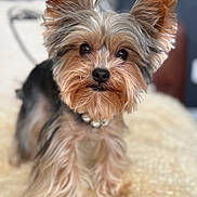 Dexter joined the competition — help win amazing prizes! dog, yorkshire_terrier, pet, animal, fur, collar, cute, small_dog, portrait, indoors, cozy, fluffy, looking_at_camera, brown_fur, black_fur, ears, eyes, nose, whiskers, blanket