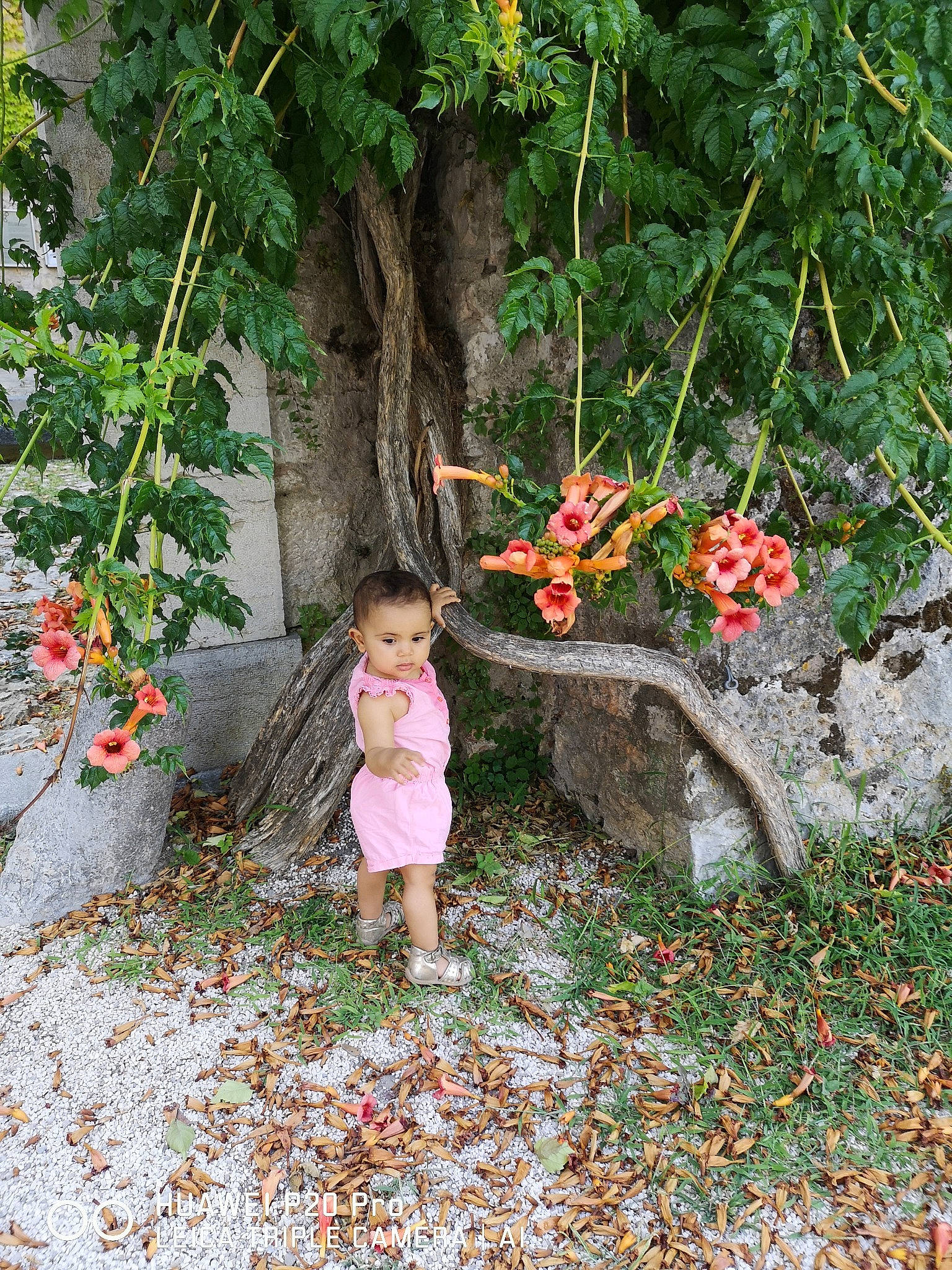 Lina a rejoint le concours — aidez-le/la à gagner de superbes lots ! autumn, botany, child, fawn, flower, grass, ivy, leaf, person, plant, tree