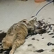 Baby joined the competition — help win amazing prizes! cat, tabby_cat, lying_down, rug, indoor, floor, shoe, container, clutter, relaxed, lazy, furry, pet, animal, home, carpet, spotted, sleeping, resting, feline